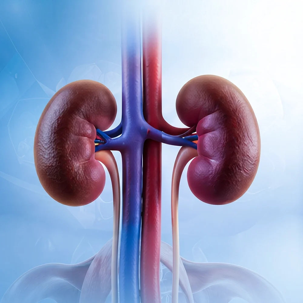 Chronic Kidney Disease
